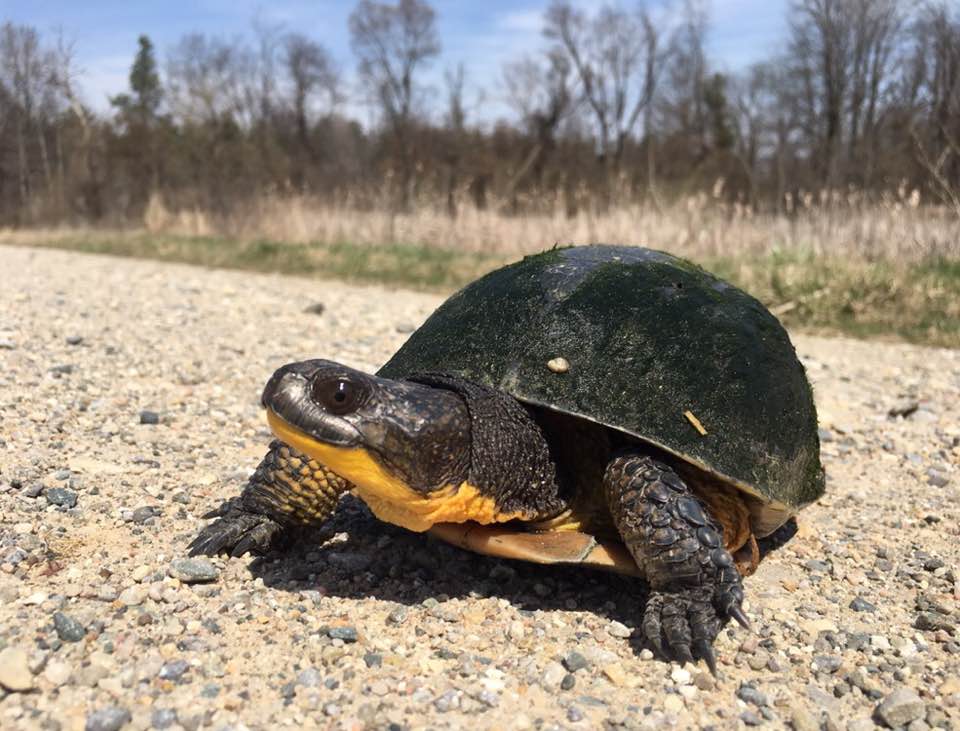 Blanding's Turtle photo by Jillian Josimovich